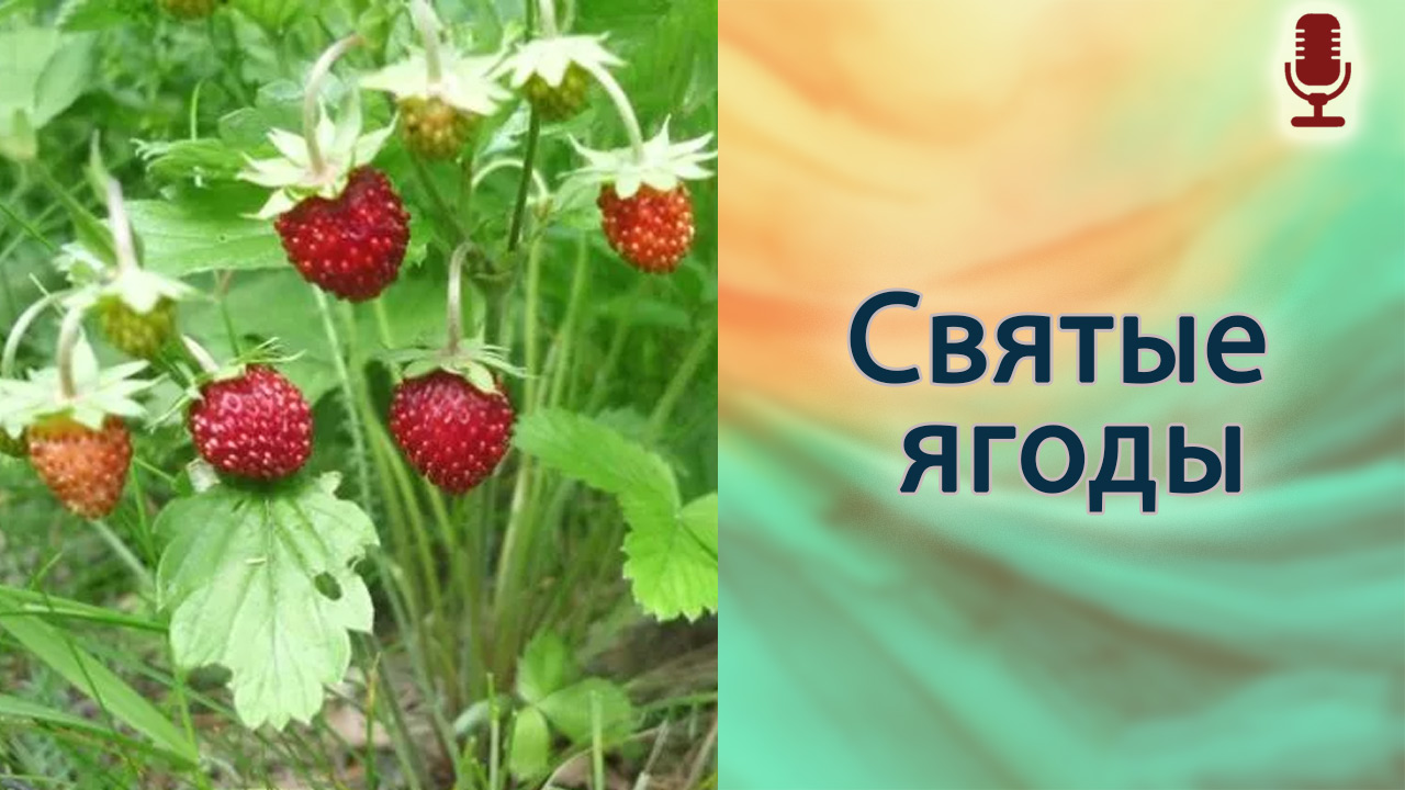 Святые ягоды